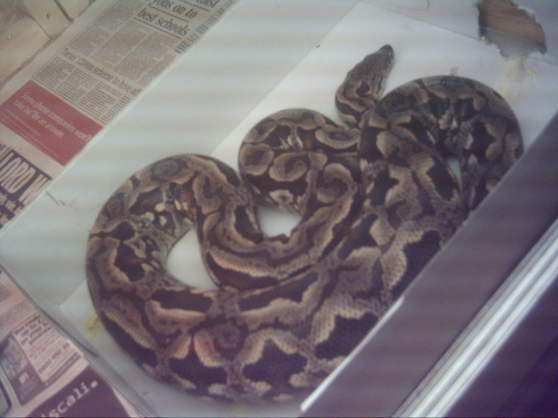 Gravid Dumerils