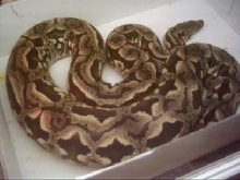 Gravid Dumerils
