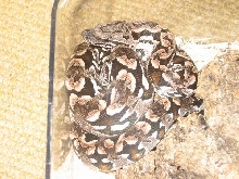 Dumerils Boa