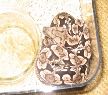 Dumerils Boa
