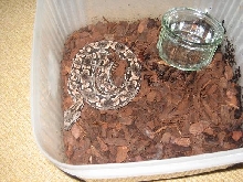 Dumerils Boa