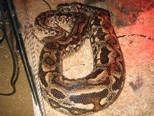 Gravid Dumerils Boa