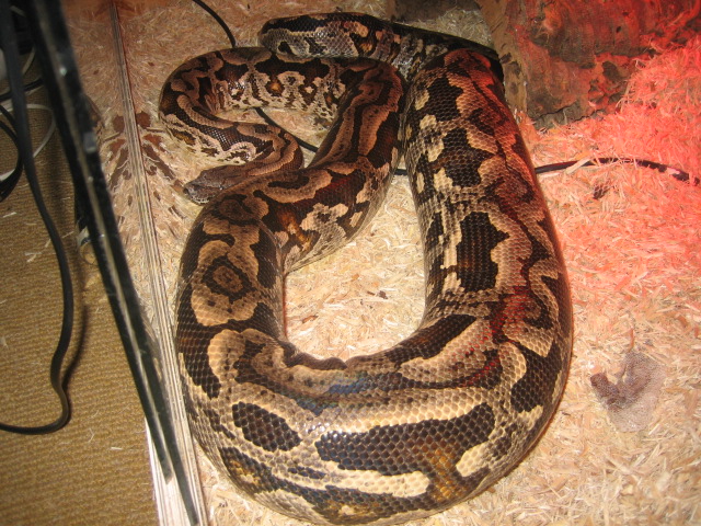 Gravid Dumerils Boa