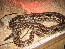 Gravid Dumerils Boa