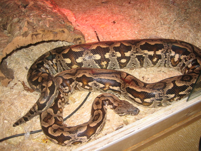 Gravid Dumerils Boa