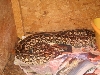 Dumerils Female 1