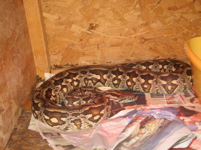 Dumerils Female 1