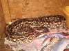 Dumerils Female 2