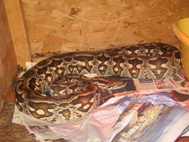 Dumerils Female 2