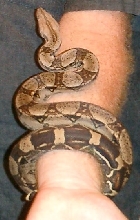pic1