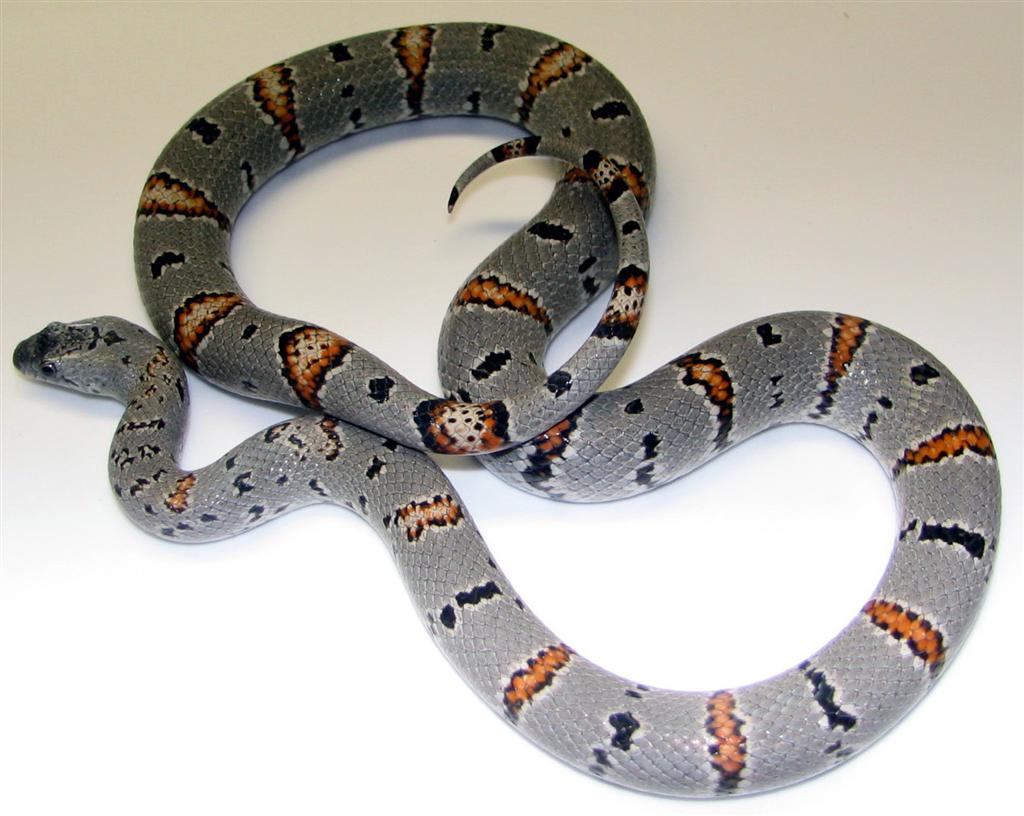 Christmas Mtn. (Female)