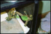Raza basking