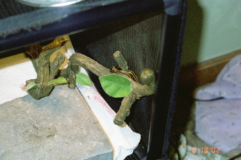 Raza basking