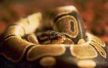Ade the Ball Python