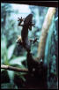 Gecko at the Zoo