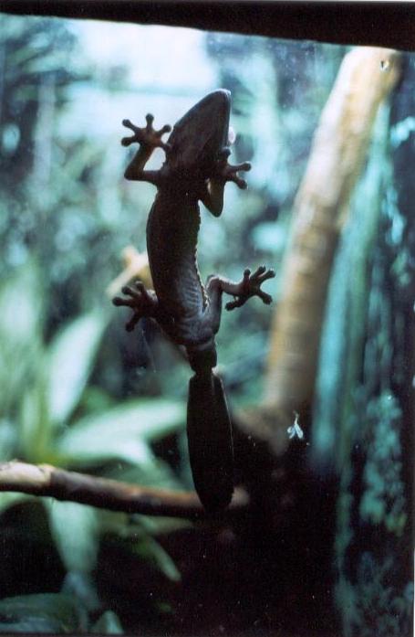 Gecko at the Zoo