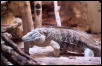 Cayman Island Iguana