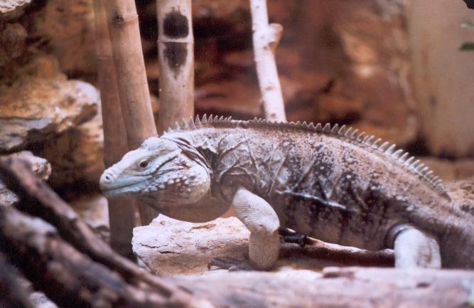 Cayman Island Iguana