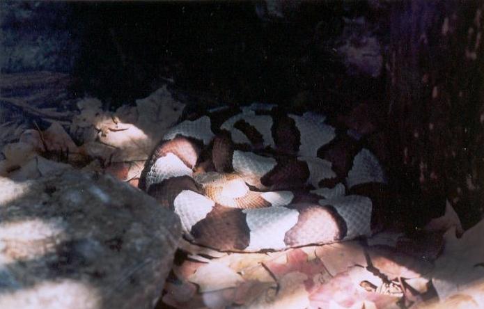 Copper head