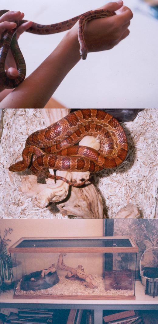Guttata