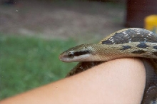Kuai-ju the beauty snake