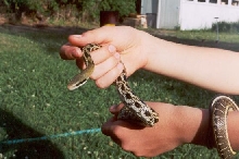 Kuai-ju2