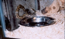 Kuai-ju the Taiwan beauty snake