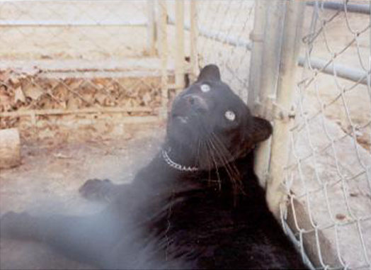 Mirage the black pard
