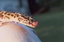Pardus The leopad gecko