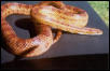 Sunny Tatta