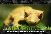 Female Crested Gecko
