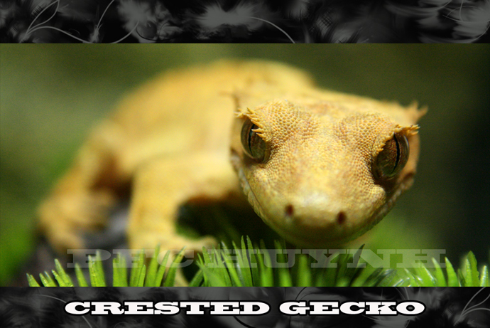 Female Crested Gecko