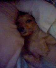 dog with his tounge out