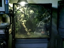 mr. chameleon's home