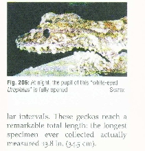White-eyed Fimbriatus- an actul subspecies