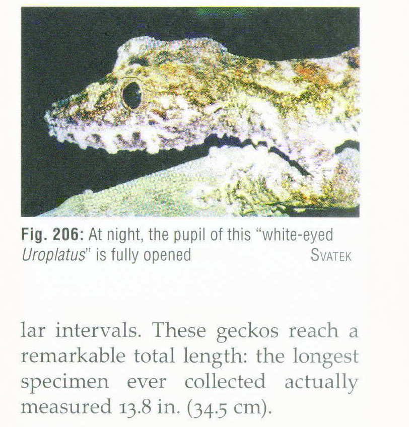 White-eyed Fimbriatus- an actul subspecies