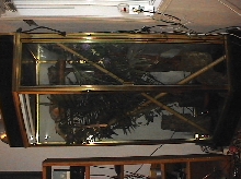 Uroplatus Enclosure