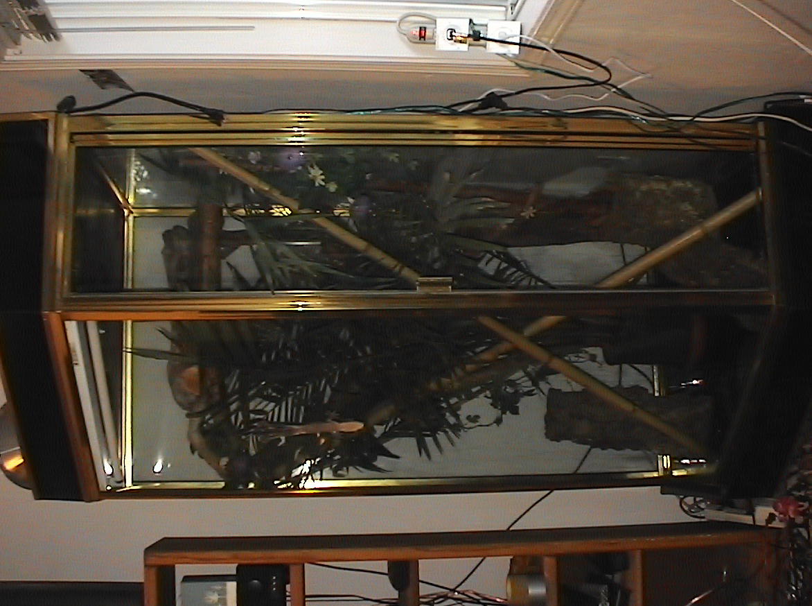 Uroplatus Enclosure
