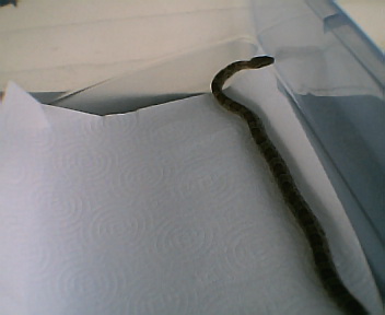 snake