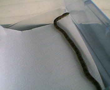 snake