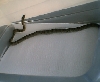 snake