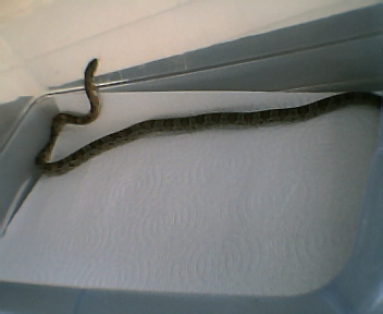 snake