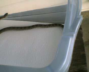 snake