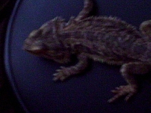 my male again
