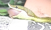 Philodryas baroni