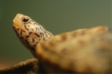 Diamondback