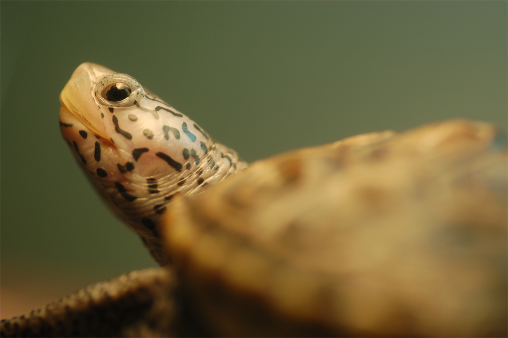 Diamondback