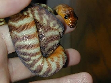 Woma eating my finger