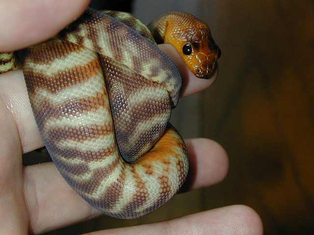 Woma eating my finger