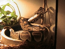Diablo my ball python